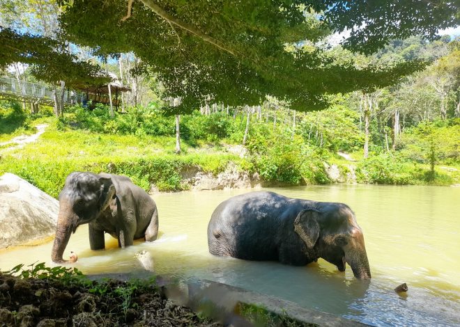 A Morning with the Elephants at Phuket Elephant Sanctuary