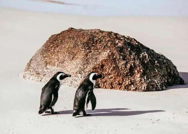 Penguins in the Cape Peninsula