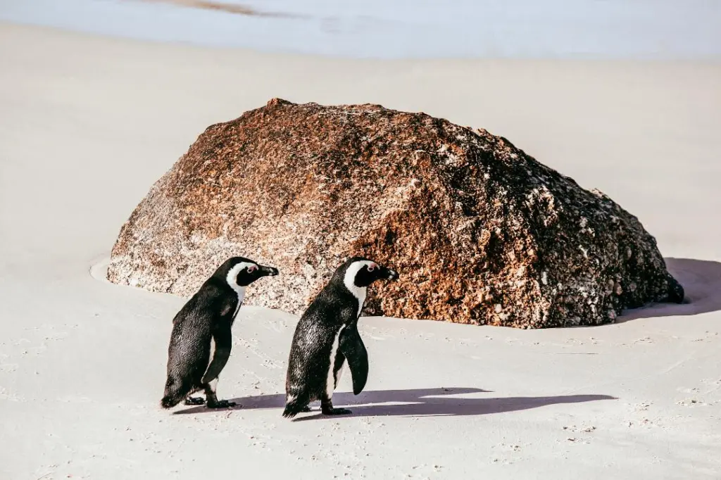 Penguins in the Cape Peninsula