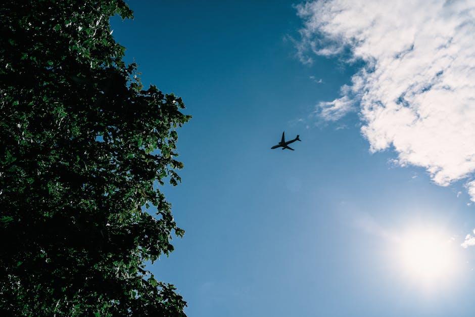 Silhouette of airplane flying over lush trees with a bright blue sky in Saint Petersburg, Russia.